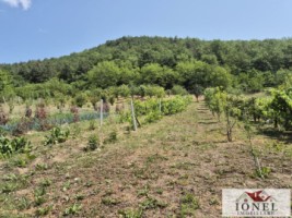 casa-de-vacanta-cu-5931-mp-teren-de-vanzare-in-zona-vintu-de-jos-7