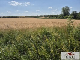 vanzare-teren-7300-mp-in-vintu-de-jos-4