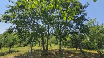 intravilan-572-mp-loc-de-casa-zona-padure-baicoi-prahova-12