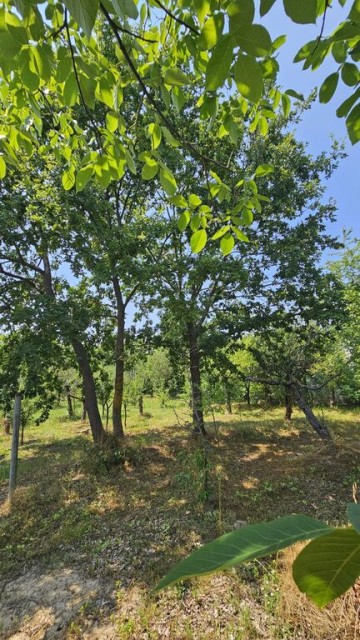 intravilan-572-mp-loc-de-casa-zona-padure-baicoi-prahova-13
