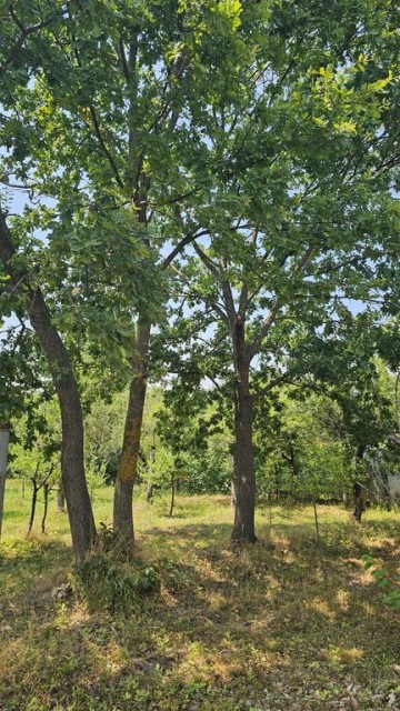 intravilan-572-mp-loc-de-casa-zona-padure-baicoi-prahova-14