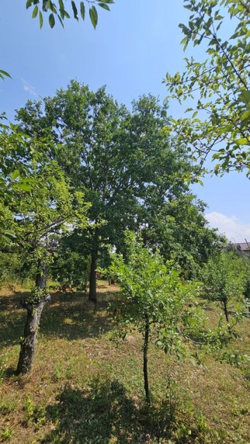 intravilan-572-mp-loc-de-casa-zona-padure-baicoi-prahova-16