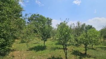 intravilan-572-mp-loc-de-casa-zona-padure-baicoi-prahova-18