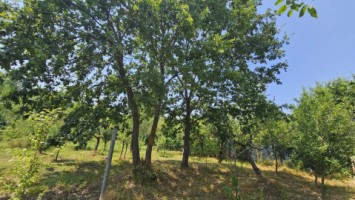 intravilan-572-mp-loc-de-casa-zona-padure-baicoi-prahova-25
