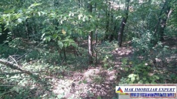 de-vanzare-padure-1500-mp-in-valea-barbusii-campulung-muscel-arges-2