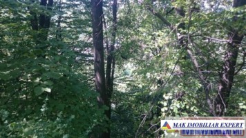 de-vanzare-padure-1500-mp-in-valea-barbusii-campulung-muscel-arges-4