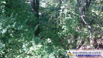 de-vanzare-padure-1500-mp-in-valea-barbusii-campulung-muscel-arges-5