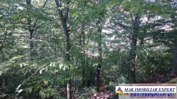 de-vanzare-padure-1500-mp-in-valea-barbusii-campulung-muscel-arges-7