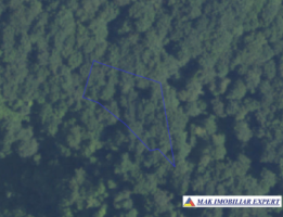 de-vanzare-padure-1500-mp-in-valea-barbusii-campulung-muscel-arges-8