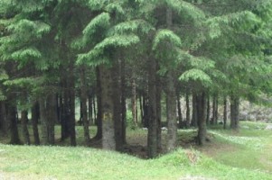 vand-teren-la-munte-4005-mp-extravilan-cabana-voina-leresti-arges-1
