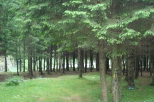 vand-teren-la-munte-4005-mp-extravilan-cabana-voina-leresti-arges-5