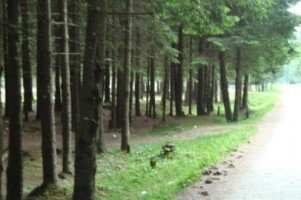 vand-teren-la-munte-4005-mp-extravilan-cabana-voina-leresti-arges-6