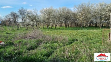 casa-cu-teren-1440-ari-in-corod-culciu-jud-satu-mare-1