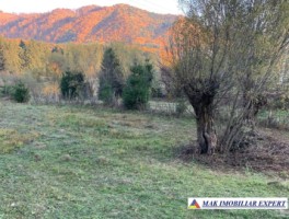 teren-intravilan-5000-mp-de-vanzare-in-nucsoara-arges-7