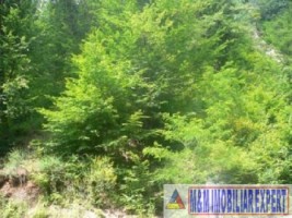 teren-7000-mp-extravilan-v-barbusii-campulung-muscel-arges-4