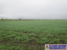 teren-agricol-5-ha-extravilan-de-vanzare-in-halchiu-brasov-5