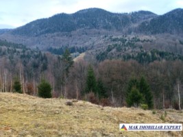 teren-6500-mp-intravilan-in-valea-cheii-dambovicioara-arges-2