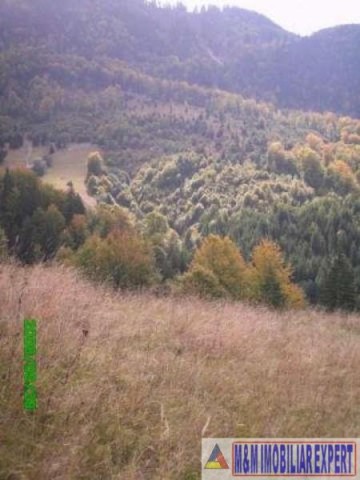 teren-6500-mp-intravilan-in-valea-cheii-dambovicioara-arges-8