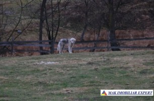 teren-de-vanzare-1000-mp-intravilan-in-satic-rucar-arges-3
