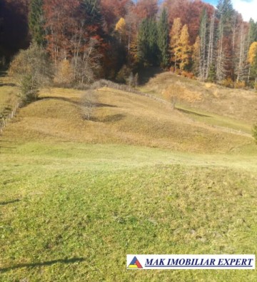 teren-4870-mp-intravilan-rausor-pietrele-albe-rucar-arges-2