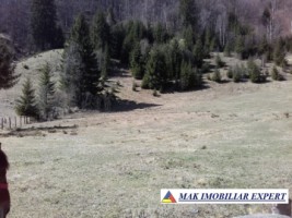 teren-extravilan-6000-mp-de-vanzare-rucar-rausor-arges