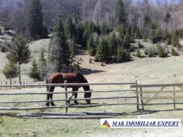 teren-extravilan-6000-mp-de-vanzare-rucar-rausor-arges-1