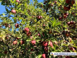 casa-3-camere-teren-3000-mp-valea-mare-pravat-arges-19