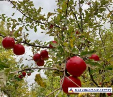 casa-3-camere-teren-3000-mp-valea-mare-pravat-arges-20