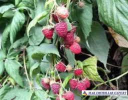 teren-munte-ieftin-4-ha-extravilan-in-nucsoara-arges-7