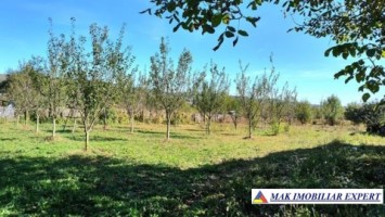 teren-7800-mp-intraextravilan-costesti-valsan-musatesti-ag-3
