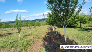 teren-7800-mp-intraextravilan-costesti-valsan-musatesti-ag-6