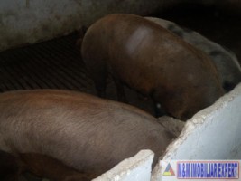 ferma-grajduri-58-ha-apa-sarata-campulung-muscel-arges-9