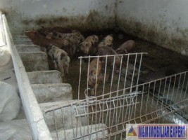 ferma-grajduri-58-ha-apa-sarata-campulung-muscel-arges-8