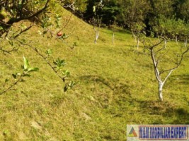 teren-intraextravilan-7500-mp-v-romanestilor-campulung-ag-7