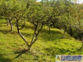 teren-intraextravilan-7500-mp-v-romanestilor-campulung-ag-8