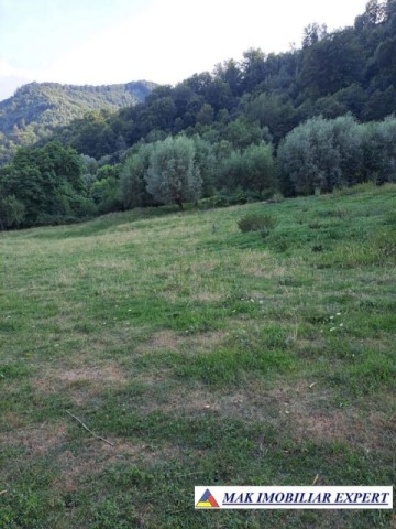 vand-teren-2-ha-extravilan-in-bradulet-arges-2