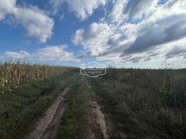 teren-extravilan-arabil-10-ha-3