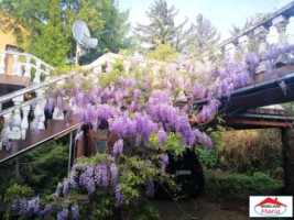 casa-solida-cu-teren-719-mp-in-piata-titulescu-6