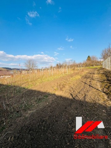 casa-saseasca-cu-teren-2000-mp-cu-dublu-acces-de-vanzare-in-hamba-33