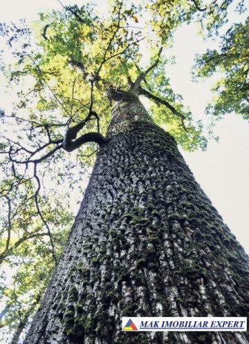 padure-225-ha-de-vanzare-in-dragasani-valcea-3