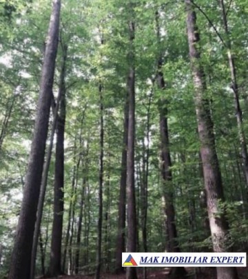 padure-225-ha-de-vanzare-in-dragasani-valcea-2
