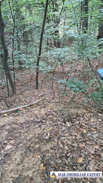 vand-padure-6500-mp-intre-corbi-si-bradulet-arges-1