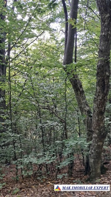 vand-padure-6500-mp-intre-corbi-si-bradulet-arges-2