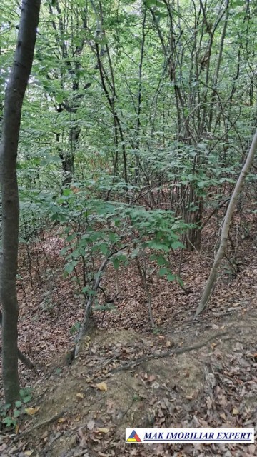 vand-padure-6500-mp-intre-corbi-si-bradulet-arges-3