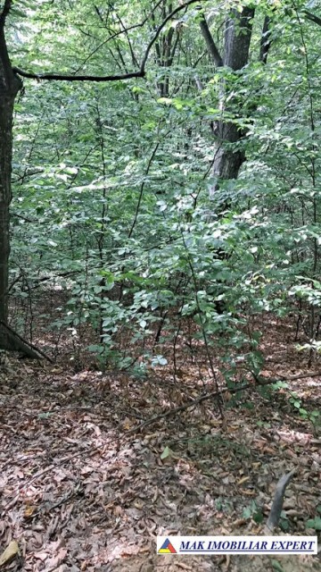 vand-padure-6500-mp-intre-corbi-si-bradulet-arges-6