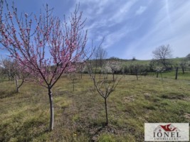 casa-de-vanzare-in-ocna-mures-uioara-de-jos-18