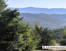 padure-260-ha-pe-valea-oltului-in-balota-racovita-valcea-5