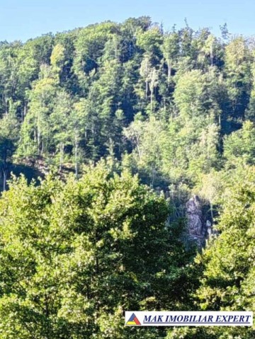 padure-260-ha-pe-valea-oltului-in-balota-racovita-valcea-9