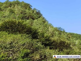 padure-260-ha-pe-valea-oltului-in-balota-racovita-valcea-10