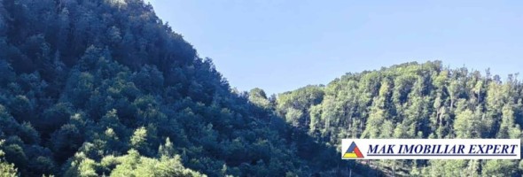 padure-260-ha-pe-valea-oltului-in-balota-racovita-valcea-11